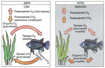 Часть II. Обитатели аквариума | О РОЛИ АКВАРИУМНЫХ РАСТЕНИЙ