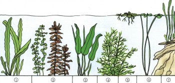 Часть II. Обитатели аквариума | ОСНОВНЫЕ АКВАРИУМНЫЕ РАСТЕНИЯ