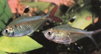 Часть II. Обитатели аквариума | Харацидовые, или Американские тетры (Characidae)