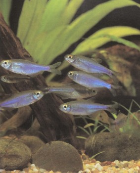 Часть II. Обитатели аквариума | Харацидовые, или Американские тетры (Characidae)