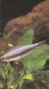 Часть II. Обитатели аквариума | Харацидовые, или Американские тетры (Characidae)