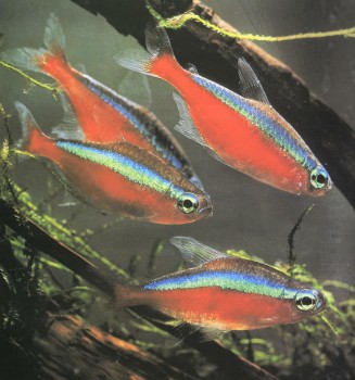 Часть II. Обитатели аквариума | Харацидовые, или Американские тетры (Characidae)