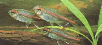 Часть II. Обитатели аквариума | Харацидовые, или Американские тетры (Characidae)