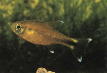 Часть II. Обитатели аквариума | Харацидовые, или Американские тетры (Characidae)