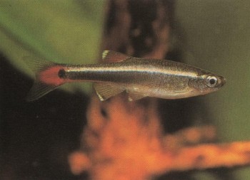 Часть II. Обитатели аквариума | Карповые (Cyprinidae)
