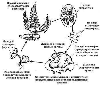 БОТАНИКА