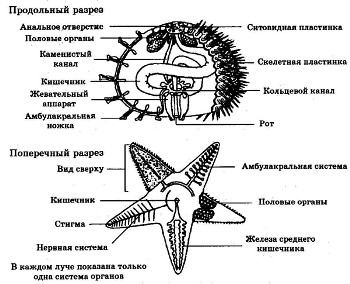 ЗООЛОГИЯ