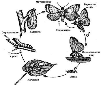 ЗООЛОГИЯ