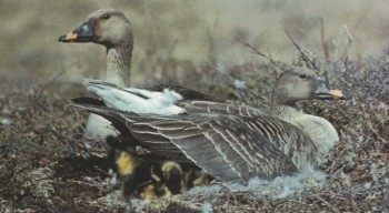 ЛАДЬЕ СКОЛЬЗЯЩЕЙ УПОДОБИМ... | ГУСИ