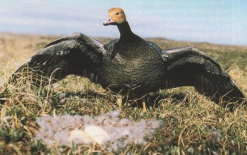 ЛАДЬЕ СКОЛЬЗЯЩЕЙ УПОДОБИМ... | ГУСИ