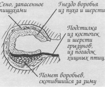 ТРУДНЫЙ ПУТЬ К ЗЕРНОЯДНОСТИ | ВОРОБЕЙ МОНГОЛЬСКИЙ ЗЕМЛЯНОЙ