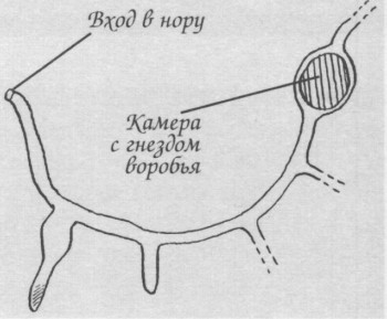 ТРУДНЫЙ ПУТЬ К ЗЕРНОЯДНОСТИ | ВОРОБЕЙ МОНГОЛЬСКИЙ ЗЕМЛЯНОЙ