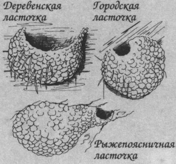 ПЕСТРАЯ ПУБЛИКА | ЛАСТОЧКИ