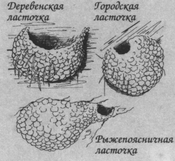 ПЕСТРАЯ ПУБЛИКА | КОЗОДОИ