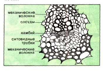 ЭНЦИКЛОПЕДИЯ ПРИРОДЫ | Какую роль играет зеленый лист