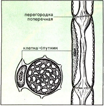 ЭНЦИКЛОПЕДИЯ ПРИРОДЫ | Строение и значение корня