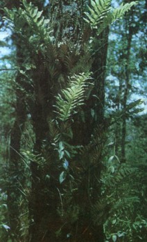 ЭНЦИКЛОПЕДИЯ ПРИРОДЫ | Тропический лес