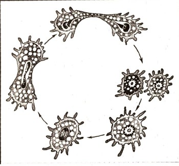 ЭНЦИКЛОПЕДИЯ ПРИРОДЫ | Размножение простейших