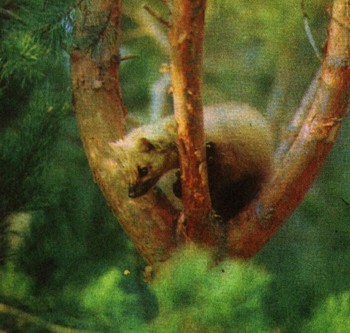 ЭНЦИКЛОПЕДИЯ ПРИРОДЫ | Животные смешанных и широколиственных лесов