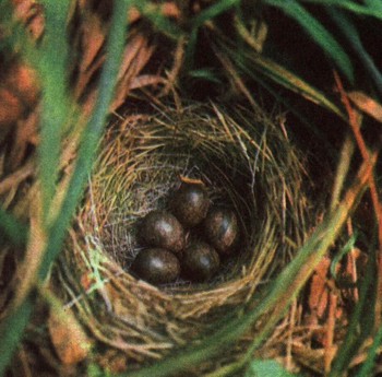 ЭНЦИКЛОПЕДИЯ ПРИРОДЫ | Гнездование и забота о потомстве у птиц