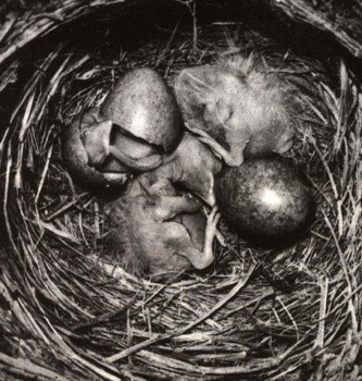 ЭНЦИКЛОПЕДИЯ ПРИРОДЫ | Гнездование и забота о потомстве у птиц