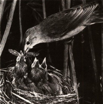 ЭНЦИКЛОПЕДИЯ ПРИРОДЫ | Наблюдения за птицами в природе